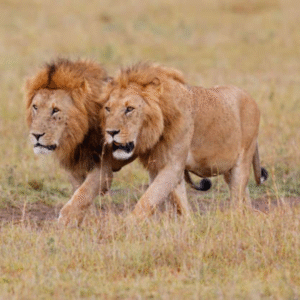 Wildlife & Inner Power